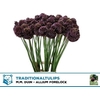 Allium Forelock