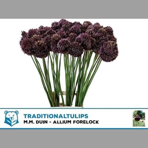 Allium Forelock