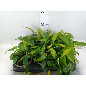 Ficus sagittata