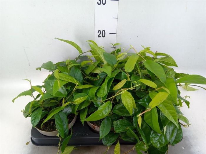 <h4>Ficus sagittata</h4>