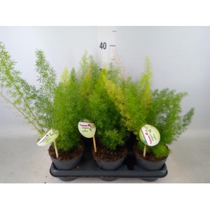 Asparagus dens. 'Meyers'