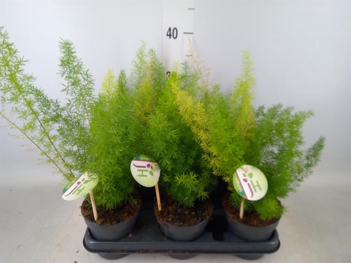 <h4>Asparagus dens. 'Meyers'</h4>