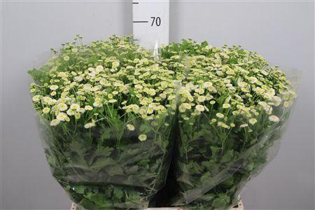 <h4>Tana Pa Rio</h4>