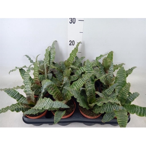 Cryptanthus zonatus