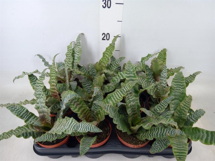 <h4>Cryptanthus zonatus</h4>
