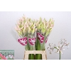 Nerine Sofie