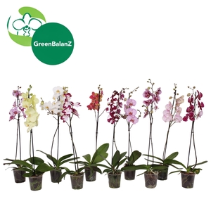 Phalaenopsis   ...mix
