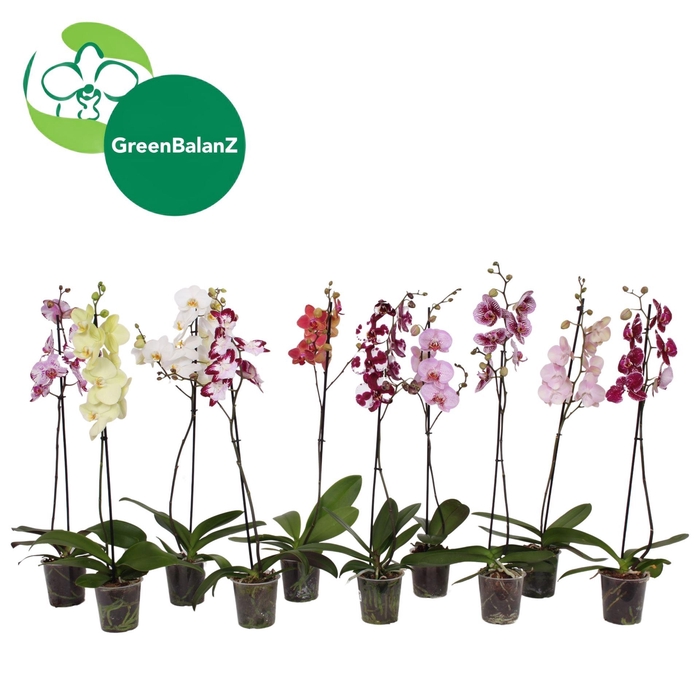 <h4>Phalaenopsis   ...mix</h4>