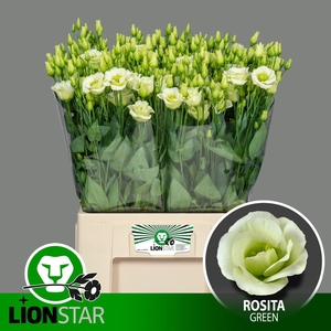 EUS G ROSI GREEN