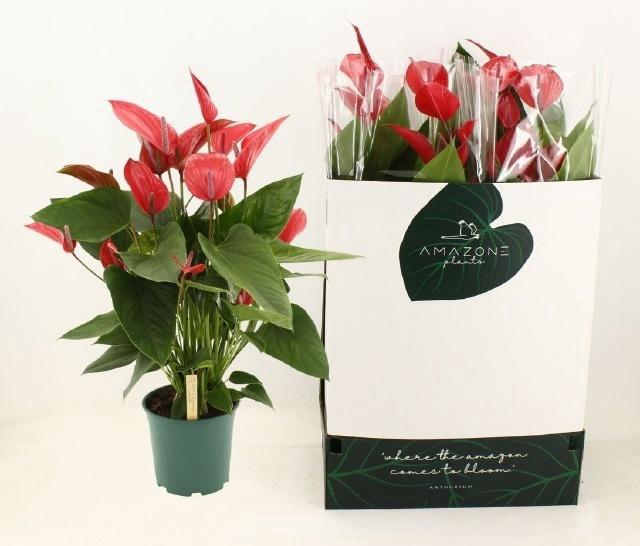 <h4>ANTHU MELODIA IBIS</h4>