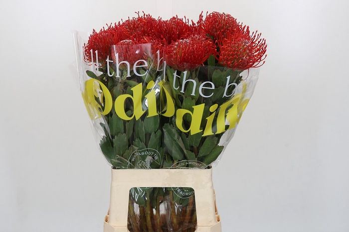 Nutans Ayoba Red