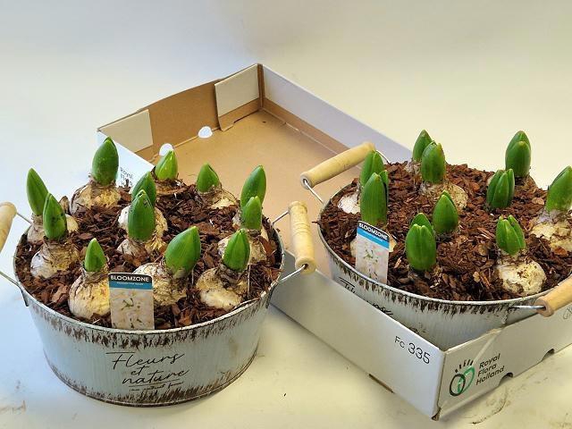 <h4>ARR HYACINTH</h4>