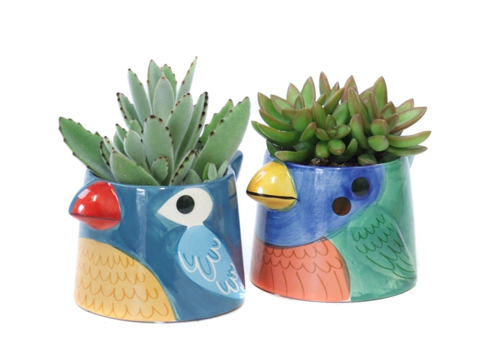 <h4>Succulent 8,5 cm in blauwe tanager bird planter</h4>