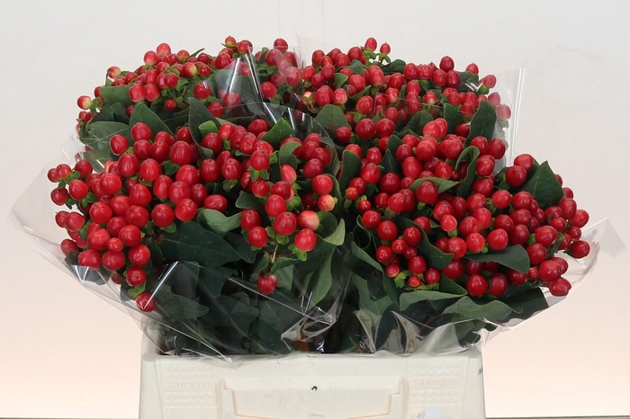 <h4>Hypericum True Romance</h4>