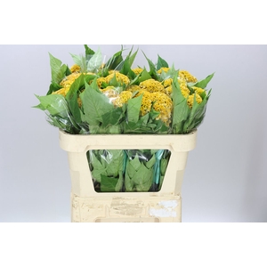 Celosia Act Inca