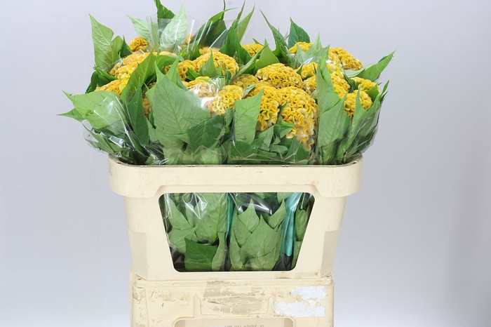 <h4>Celosia Act Inca</h4>