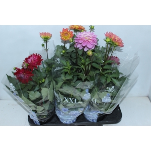 DAHLIA XXL P15