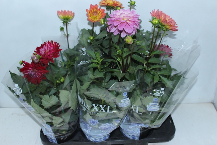 DAHLIA XXL P15