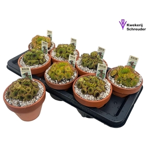 ARR SEMPERVIVUM