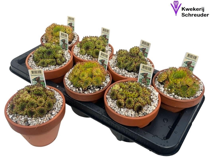 <h4>ARR SEMPERVIVUM</h4>