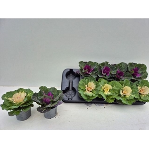 BRASSICA MIX