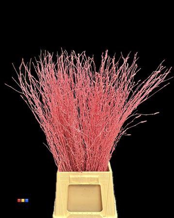 Betula / Berkentak Pink