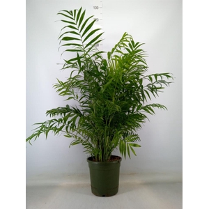 Chamaedorea elegans