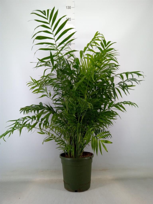 <h4>Chamaedorea elegans</h4>