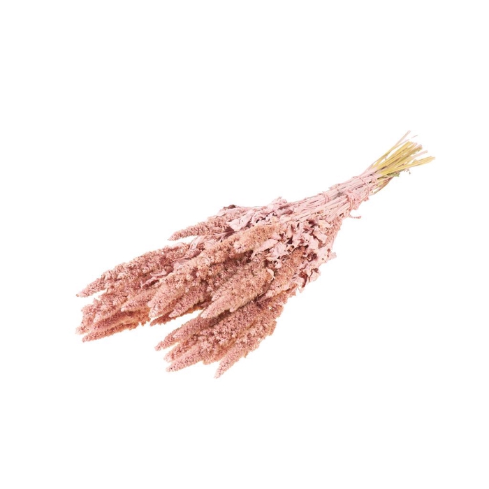 <h4>Amaranthus pink misty</h4>