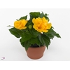 Hibiscus rosa-sin. 'Sunny Valencia'