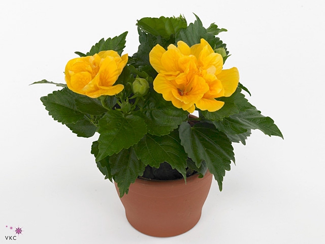Hibiscus rosa-sin. 'Sunny Valencia'