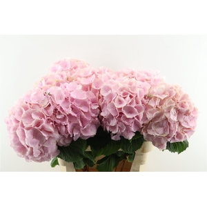 Hydr M Verena Pink 80-23