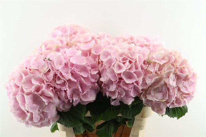 <h4>Hydr M Verena Pink 80-23</h4>
