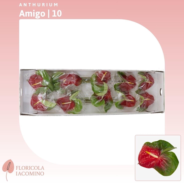 <h4>Anthurium Amigo</h4>