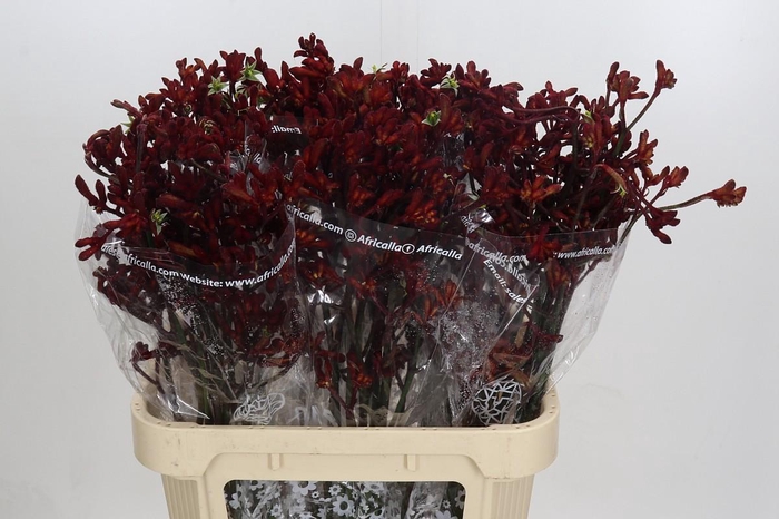 <h4>Kangaroo Paw Early Spring</h4>