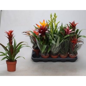 BROMELIA GEM