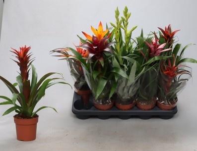<h4>BROMELIA GEM</h4>