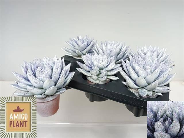 <h4>ECHEV MIRANDA</h4>