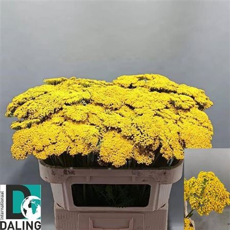 <h4>Achillea F Park Variety</h4>