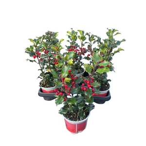 ILEX MES BLUE ANGEL