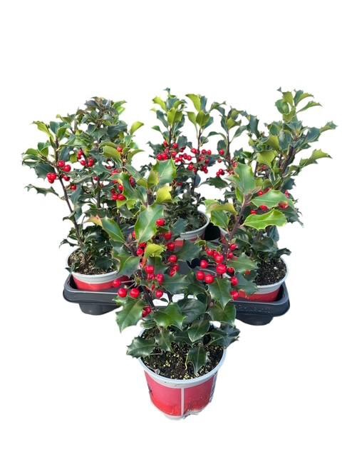 <h4>ILEX MES BLUE ANGEL</h4>