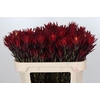 Leucadendron Blush Spray