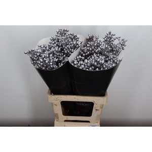 Rosa Bottel Wx Zilver Fijn