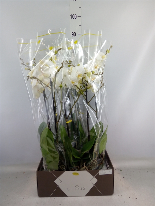 <h4>Phalaenopsis   ...white</h4>