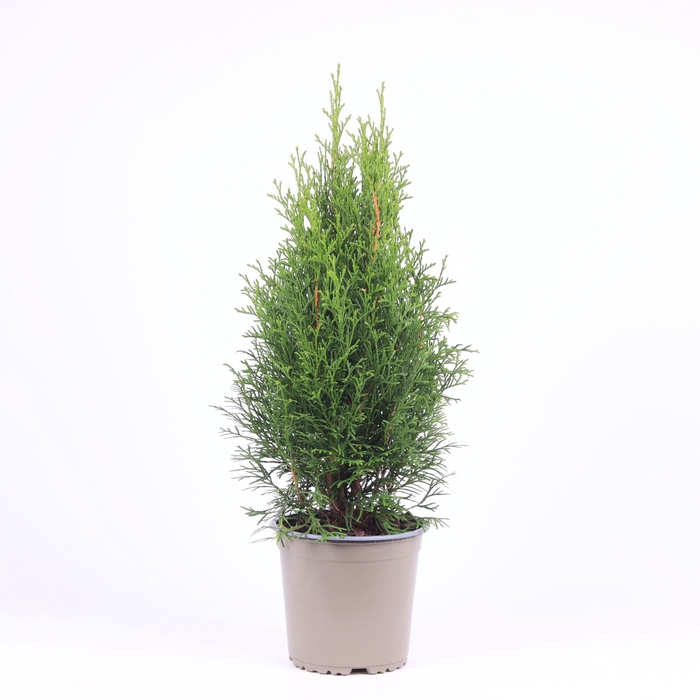 <h4>Thuja occidentalis 'Smaragd'</h4>