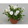 VIO CO D TRUE WHITE
