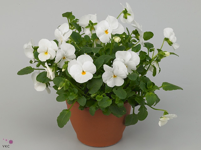 VIO CO D TRUE WHITE