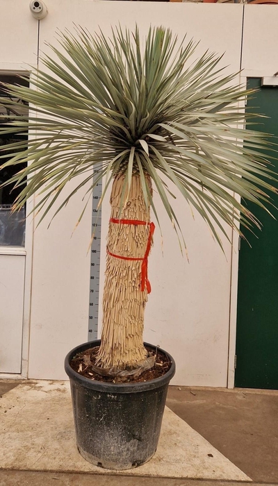 <h4>YUC ROSTRATA</h4>