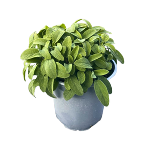 Salvia overig