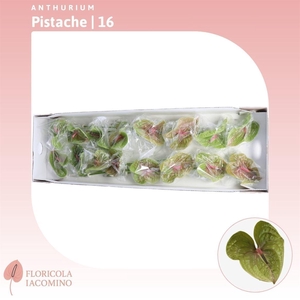 Anthurium Pistache